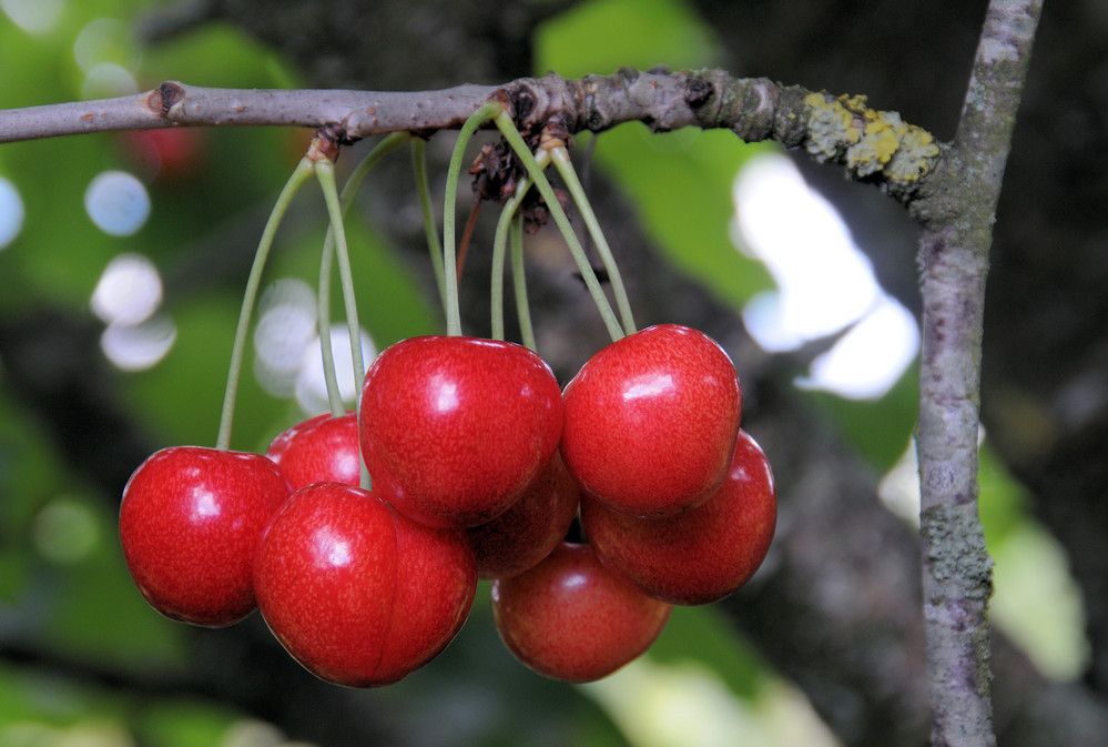 Ein klase med morellar på ei grein. Foto.