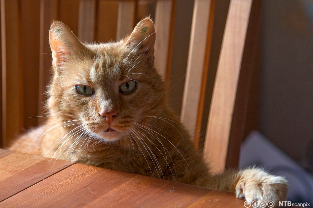 Rødstripete katt sitter på en stol ved bordet. Den har den ene labben på bordplata. Foto.