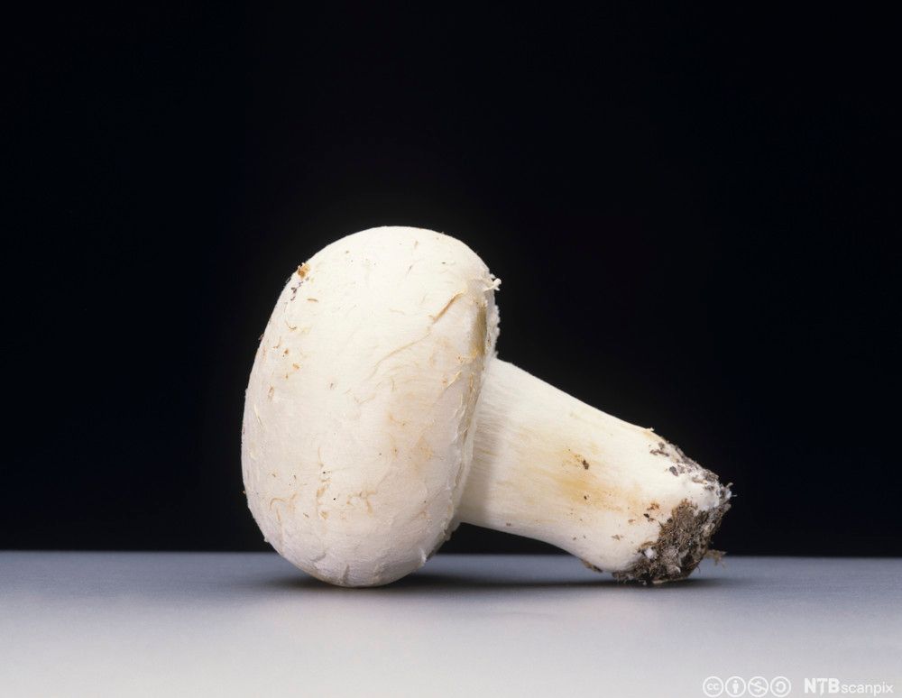 Hvit sopp med kuleformet hatt liggende på et bord. Foto.