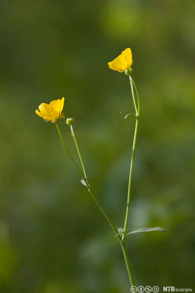 Nærbilde av smørblomst. Foto