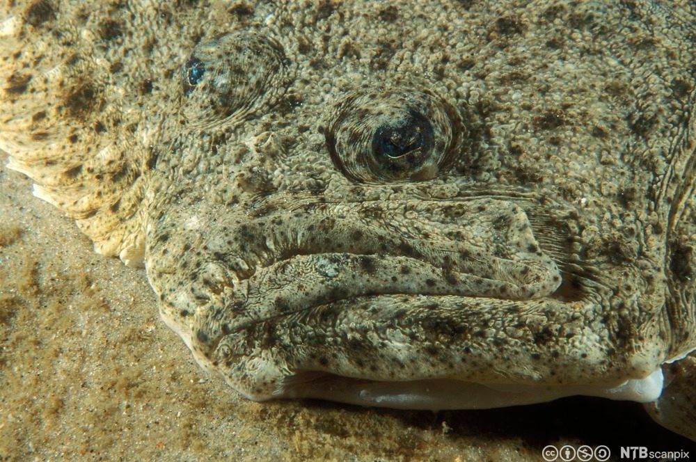Piggvar ligger på sandbunn. Foto.