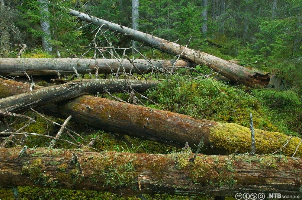 Urskog med mose. Foto.