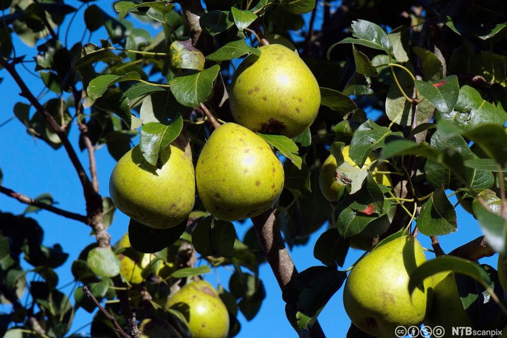 Pærer på et tre. Foto.
