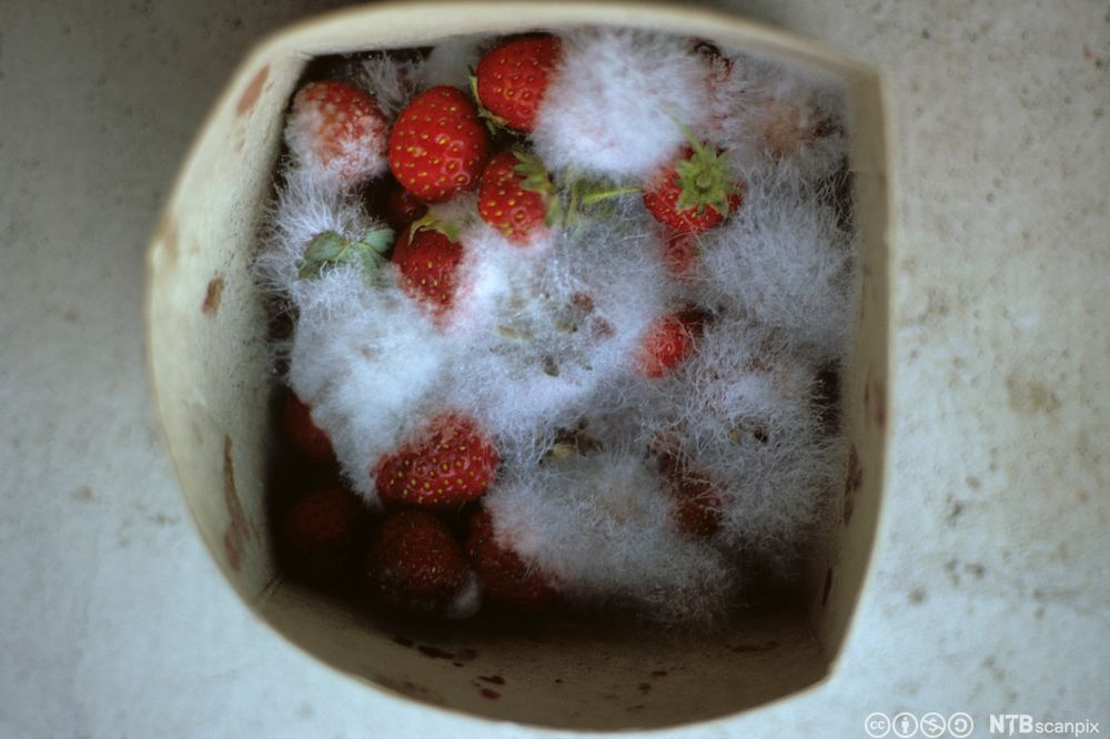 En kurv med jordbær som det er begynt å vokse mugg på. Foto. 