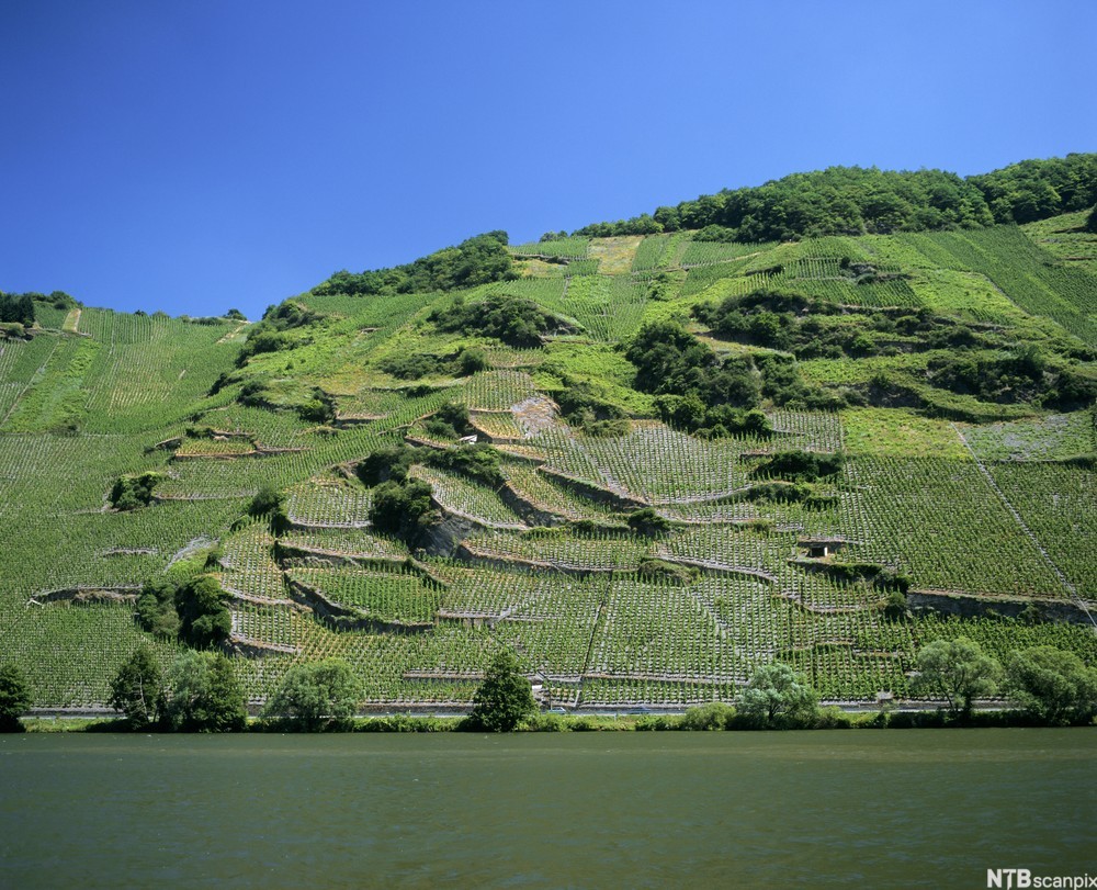 En skråning med vinranker som står mot ei elv. Foto.