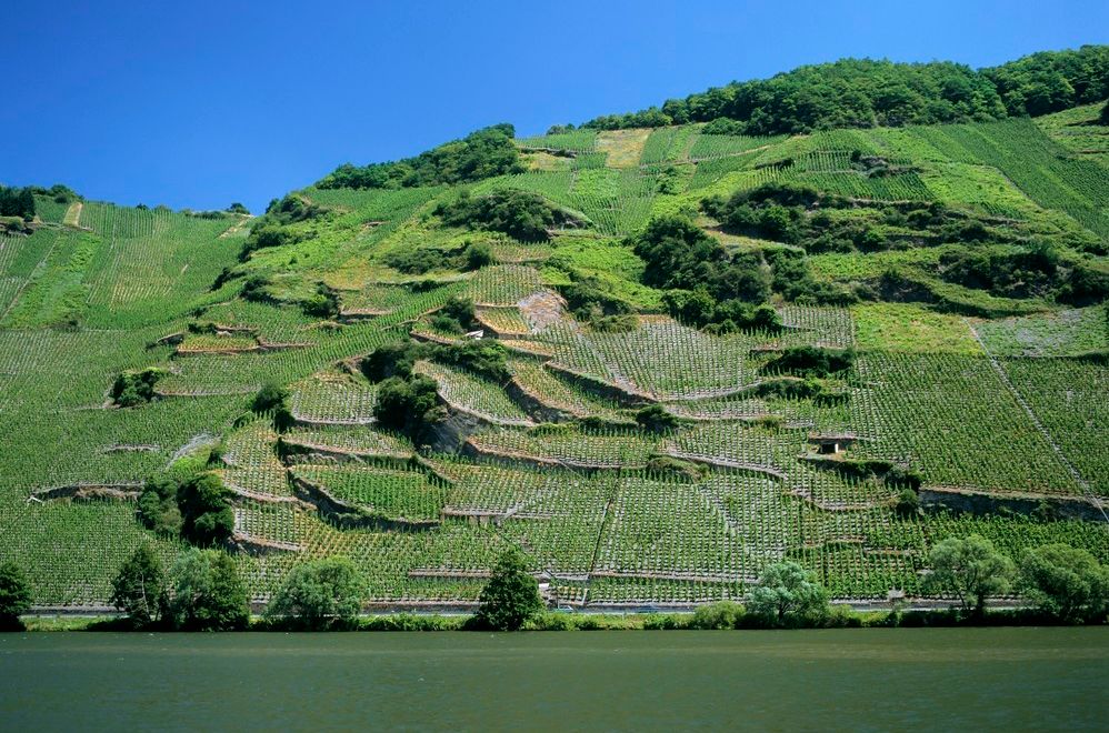 En skråning med vinranker som står mot ei elv. Foto.