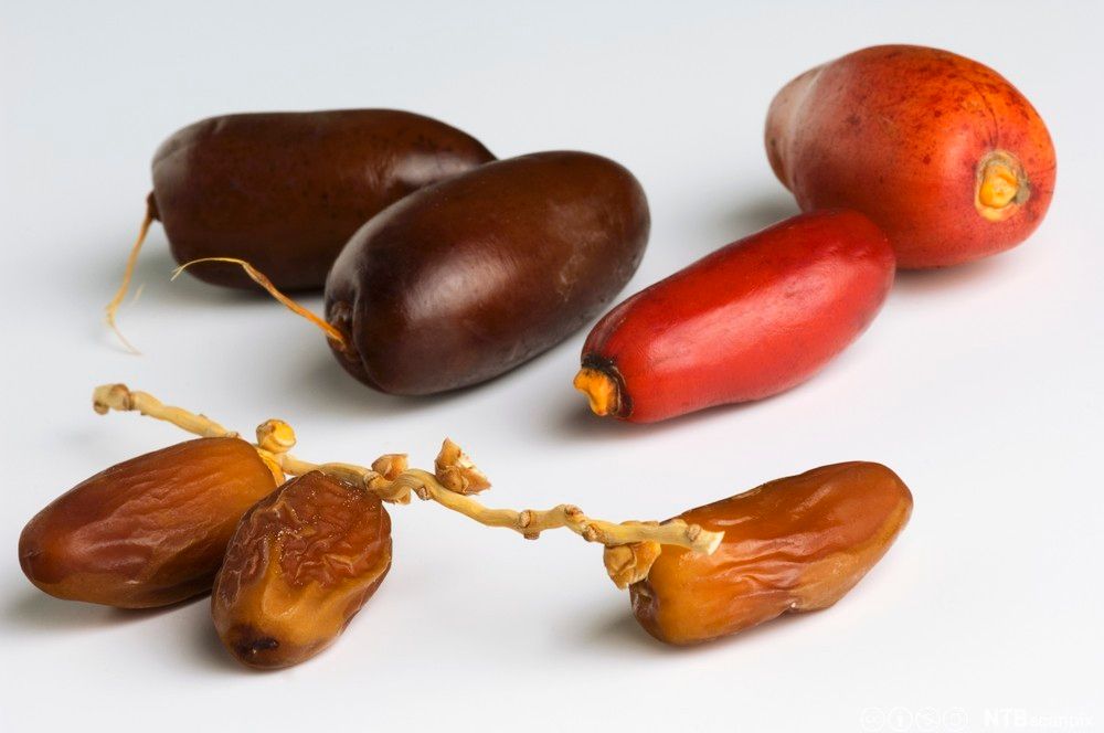 Tørket og fersk daddel på et bord. Foto.