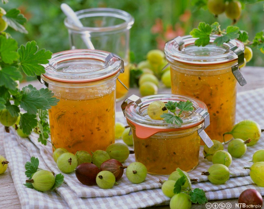 Stikkelsbærsyltetøy i ulike glass plassert på et bord utendørs. Rundt glassene ligger det grønne og røde bær og enkelte grønne blader. Foto.
