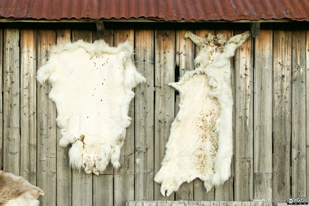  Reinsdyrskinn med hull etter insektbitt. Foto