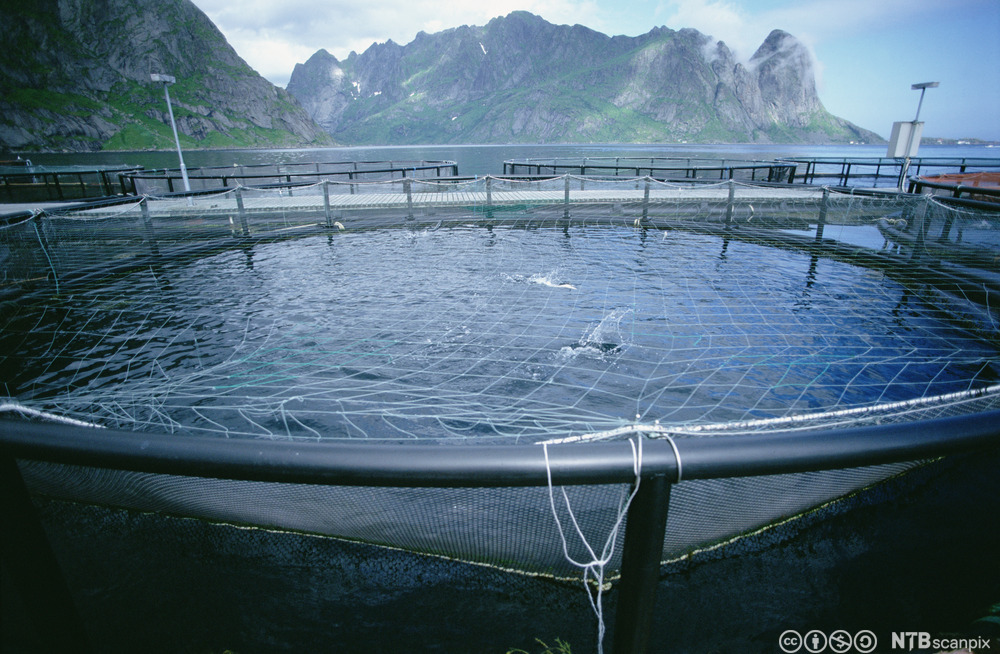 Sjøanlegg for laks. Foto.
