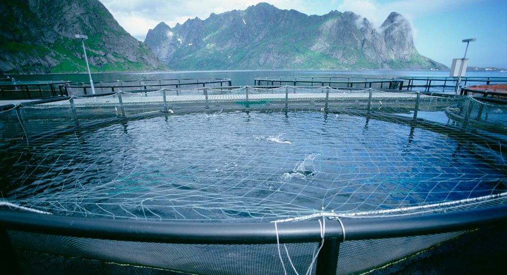 Sjøanlegg for laks. Foto.