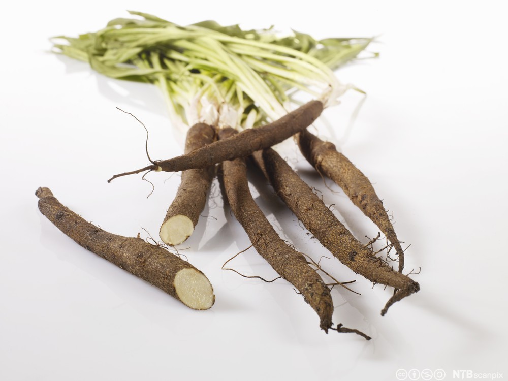 Mørkebrune, avlange, fingertjukke røter med blad på. Den eine er delt i to med kvit snittflate. Foto.