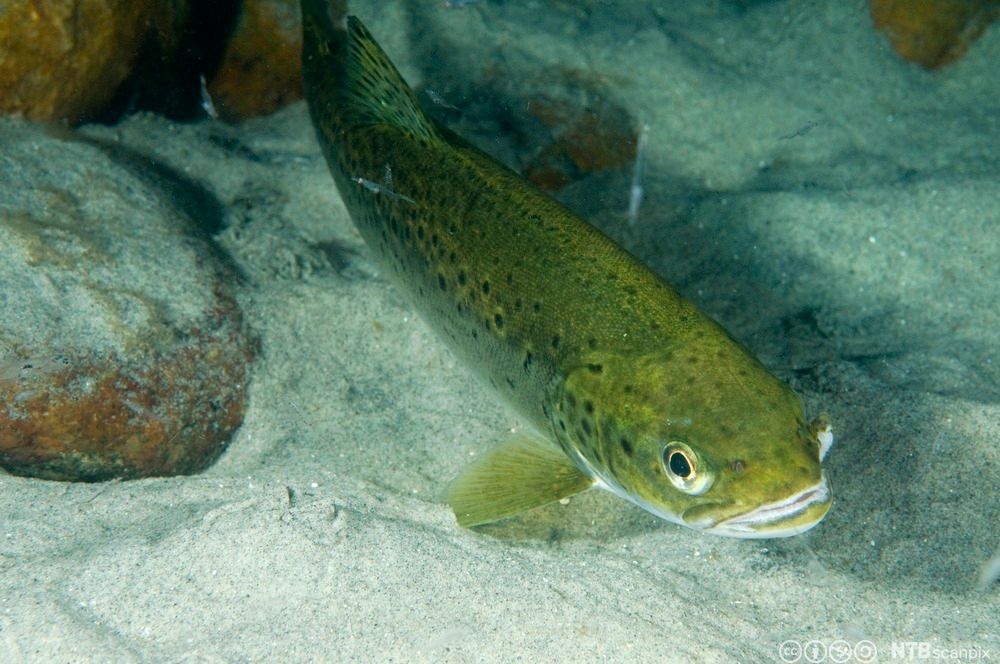 En ørret svømmer på bunnen av havet. Foto.
