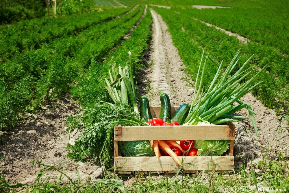 Trekasse med diverse grønnsaker står mellom radene i en gulrotåker. Foto.