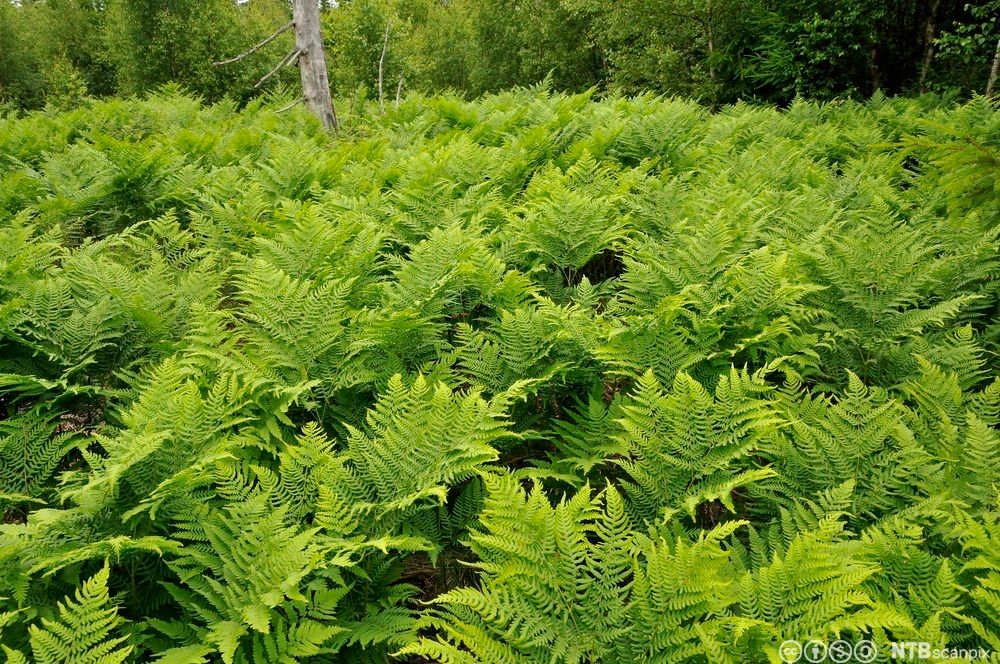 Tett vegetasjon av grønne bregner i skogkant, med enkelte trær i bakgrunnen. Foto.