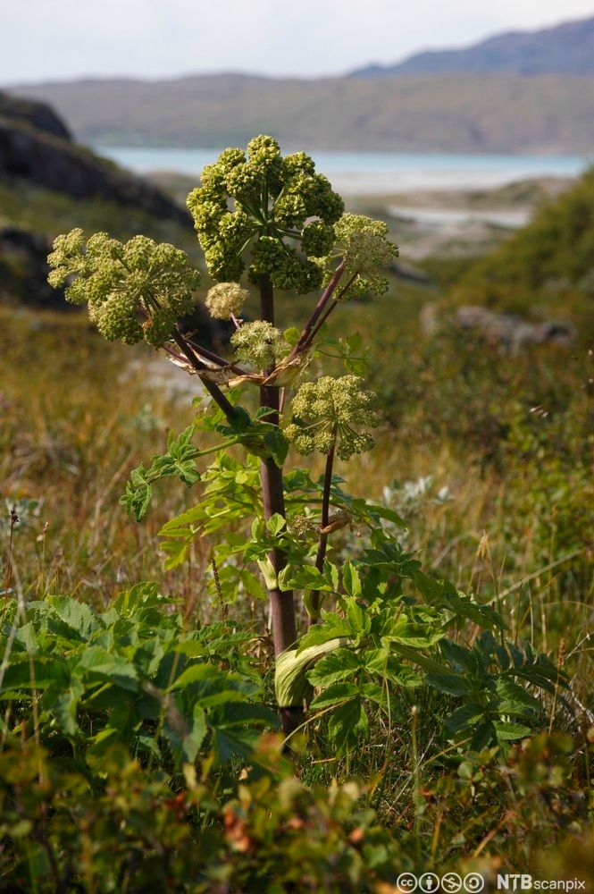 Plante med tykk stengel og lysegrønne blomster i en form for klaser på fjellet. Foto.