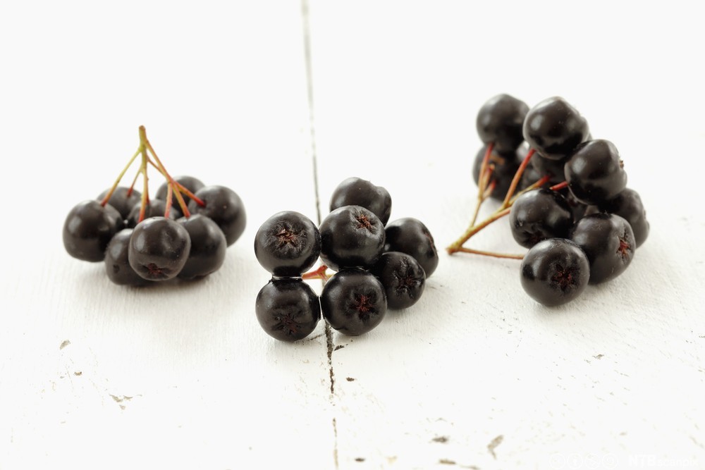 Tre klaser svarte bær på stilk på et bord. Foto.