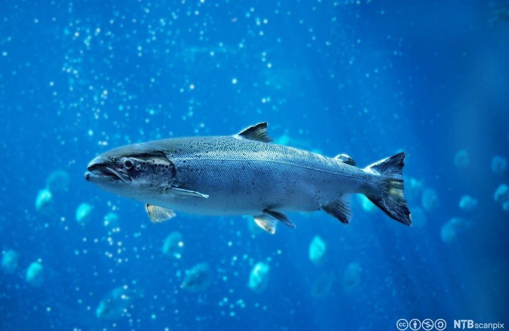 Atlantisk laks i havet.Foto.