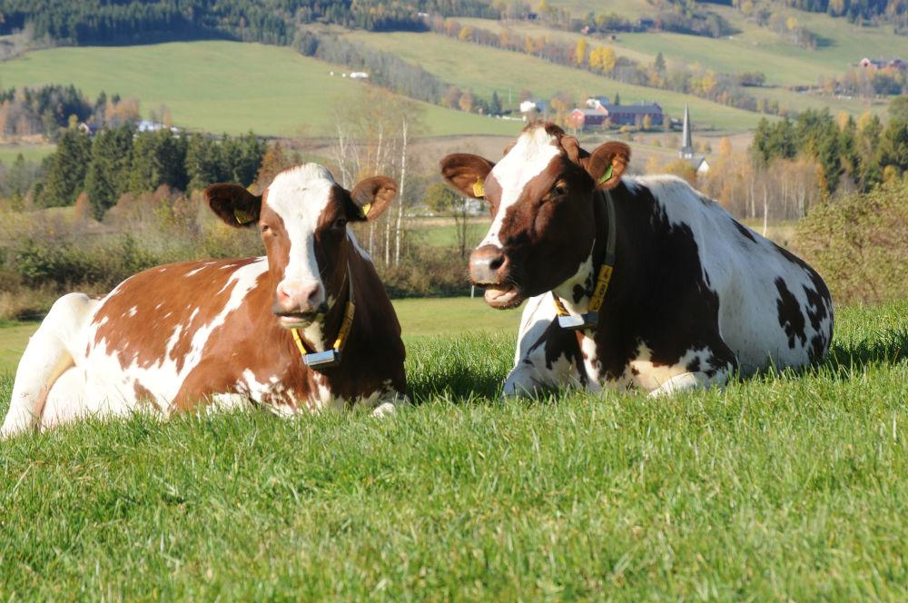 To kyr ligger på ei graseng i sola og tygger drøv. Foto.