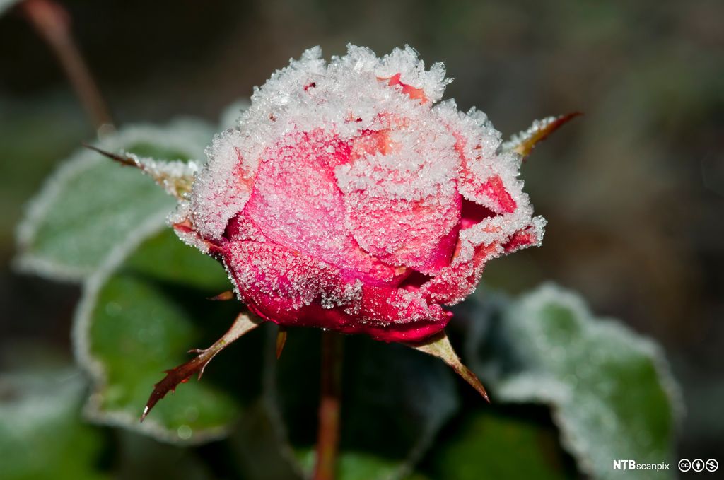 Rose i knupp med rimfrost. Foto.