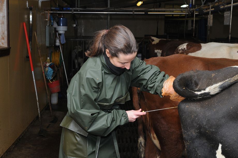 Inseminering av storfe. Foto. 