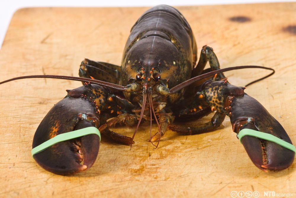 En hel, rå hummer med gummistrikk over klørne. Foto.
