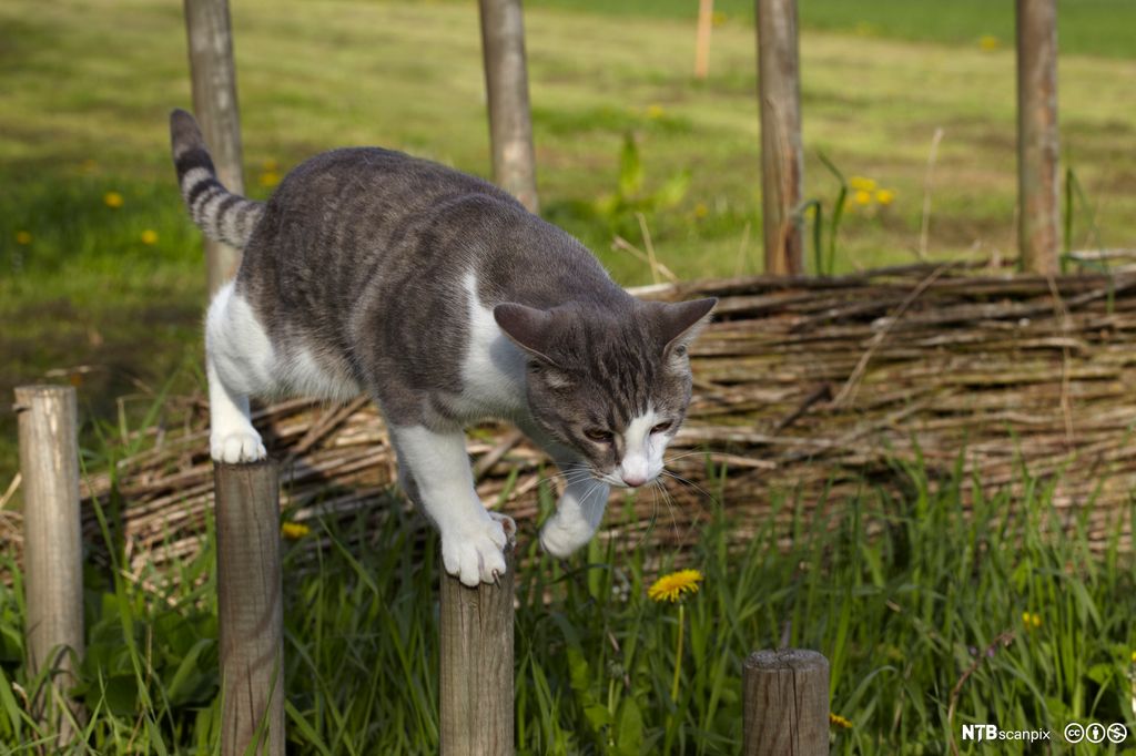 Katt som balanserer på gjerdestolper, fremre bein og bakbein på hver sin stolpe. Foto.