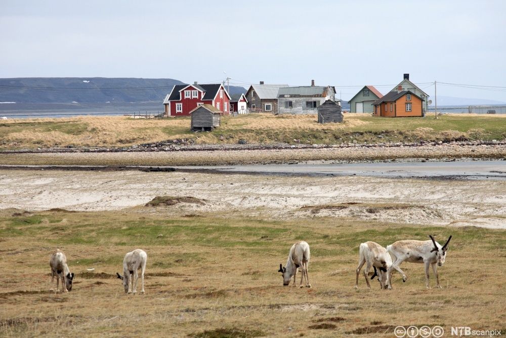 Villrein foran en klynge med hus. Foto.