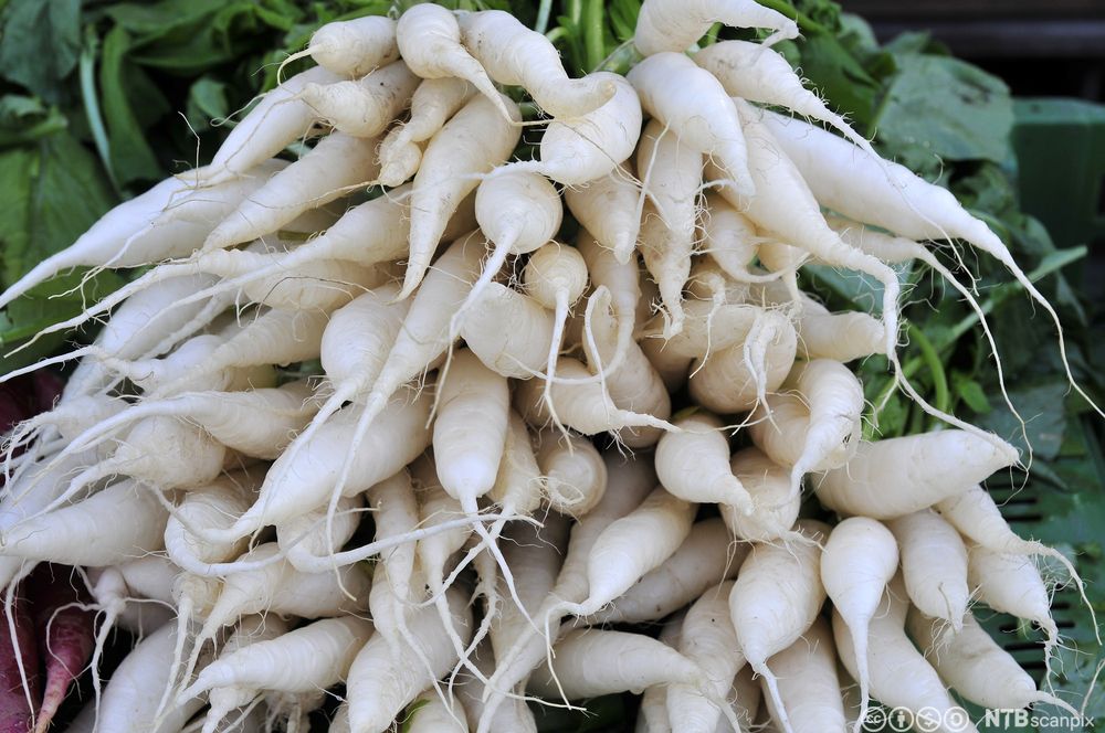 En stor bunke med hvite grønnsaker. Foto.