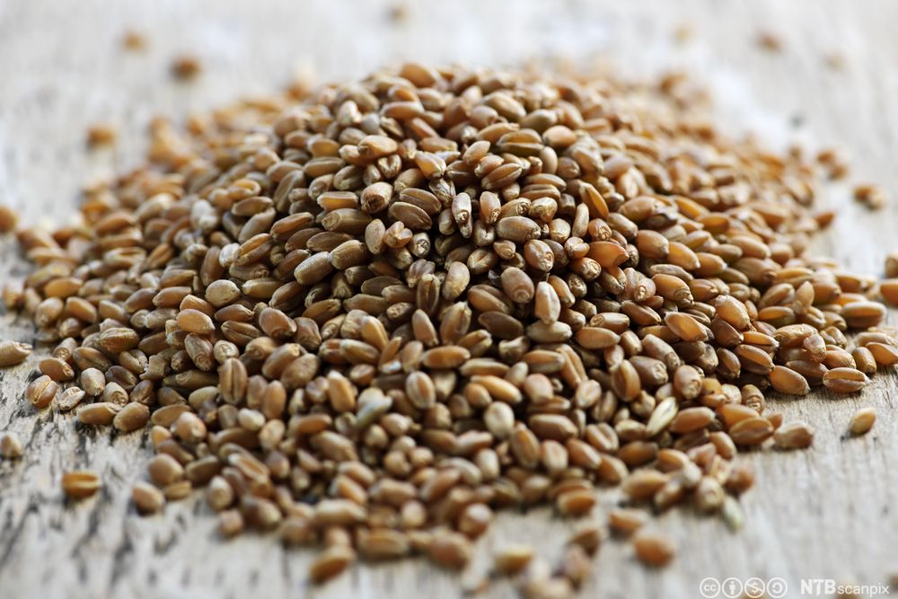 En haug med helkorn på et bord. Foto.