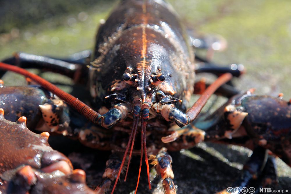 En levende hummer. Foto.