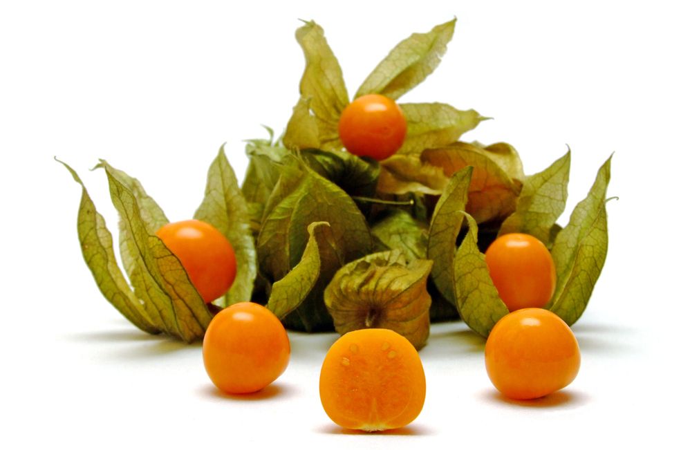 En haug med store, guloransje bær, noen av dem delvis inne i grønne, tørre blader. Foto.