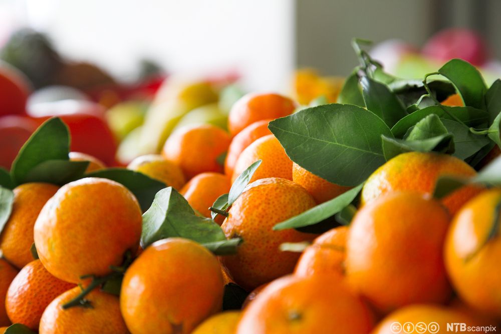 Oransje klementinar i ein haug, Nokre av dei har stilk og grønne blad. Foto.
