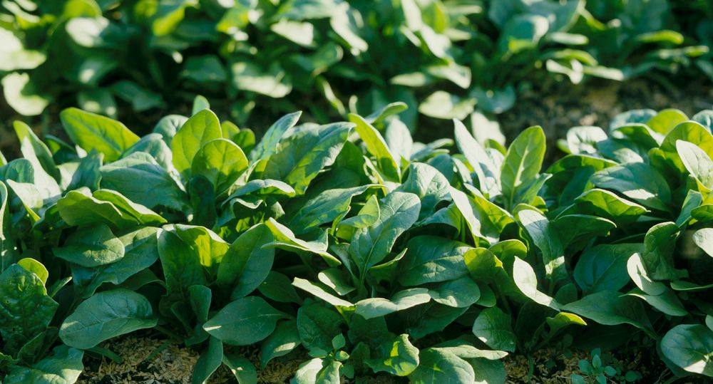Grøne spinatplanter på rekke i ein åker. Foto.
