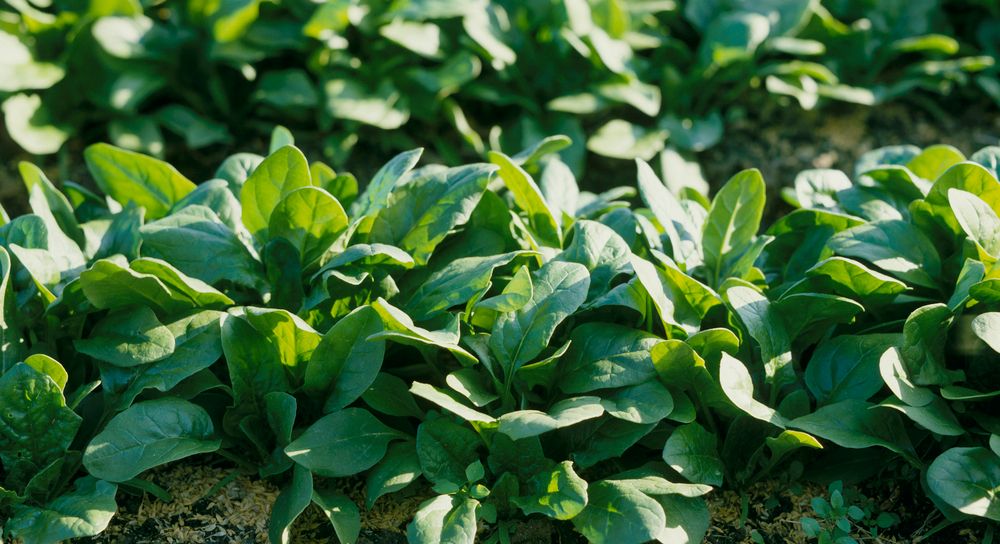 Grønne spinatplanter på rekke i en åker. Foto.