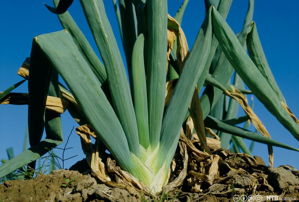  Vårlauk på jordet. Foto.