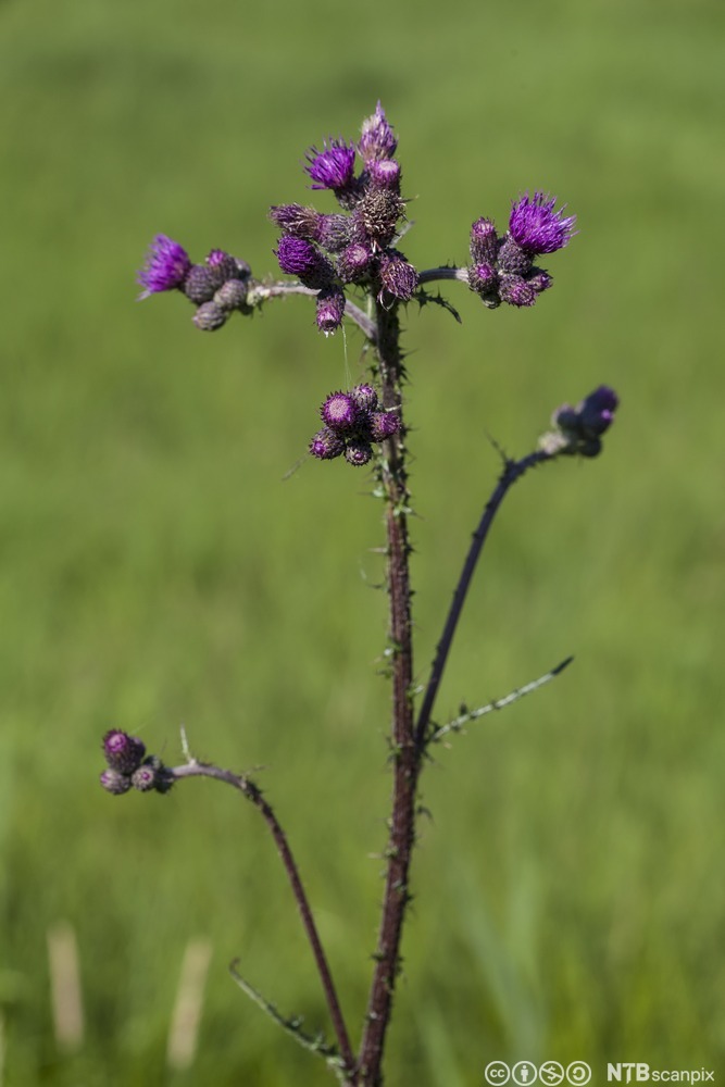 Tistelplante med mørkegrønn stilk og lilla blomsterhoder mot uskarp grønn bakgrunn. Foto.