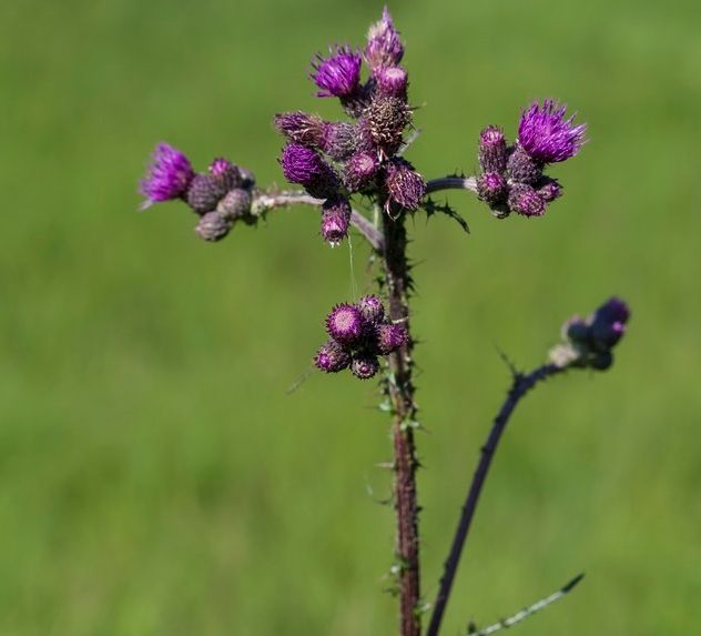 Tistelplante med mørkegrønn stilk og lilla blomsterhoder mot uskarp grønn bakgrunn. Foto.