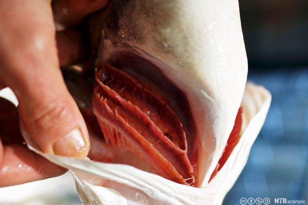 Gjellene på en fisk. Foto. 