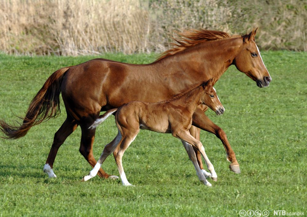 Hest og føll løper ved siden av hverandre på ei grønn eng. Foto.