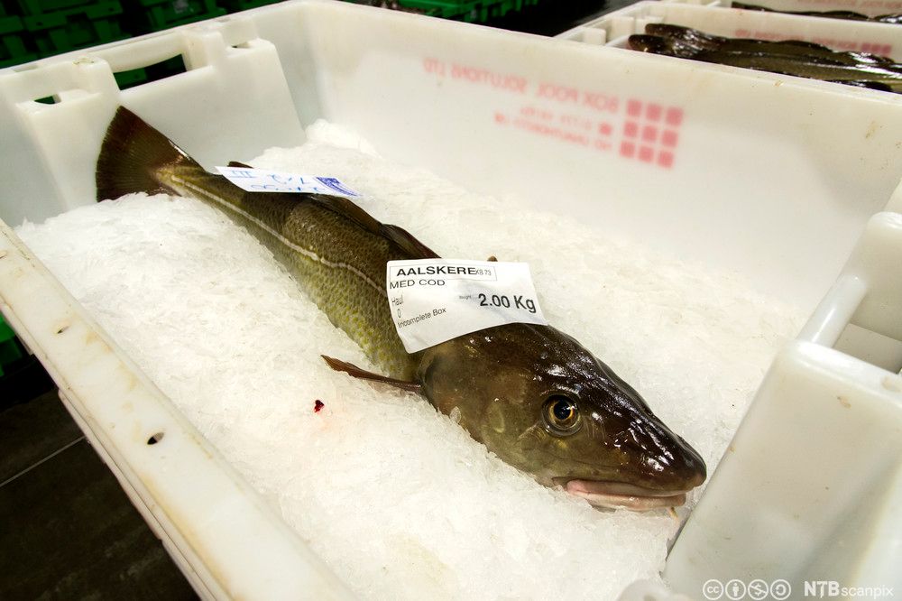 En torsk ligger i en kasse med is. Foto.