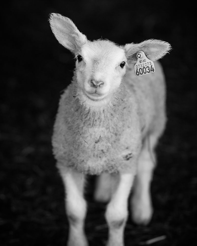 Vilges láppis ja čáhppes duogáš. Govva.