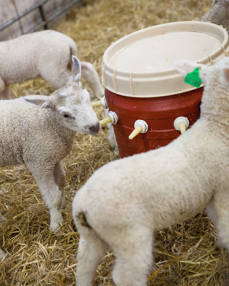 Flere lam rundt ei drikkebøtte, det ene drikker. Foto.