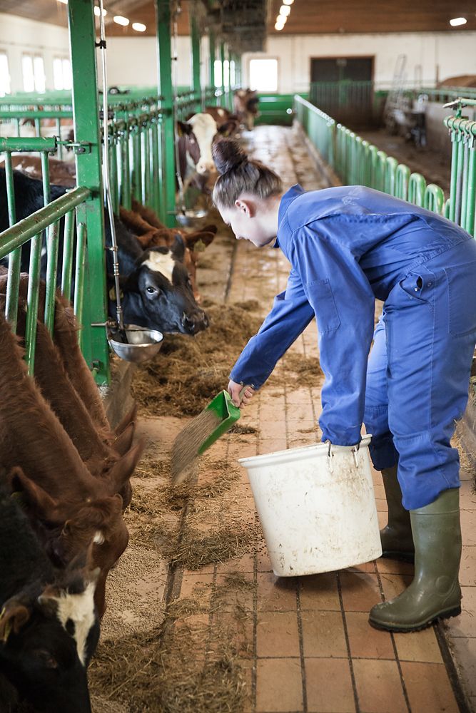 Bonde i blå kjeledress deler ut kraftfôr til storfe i fjøs. Foto.