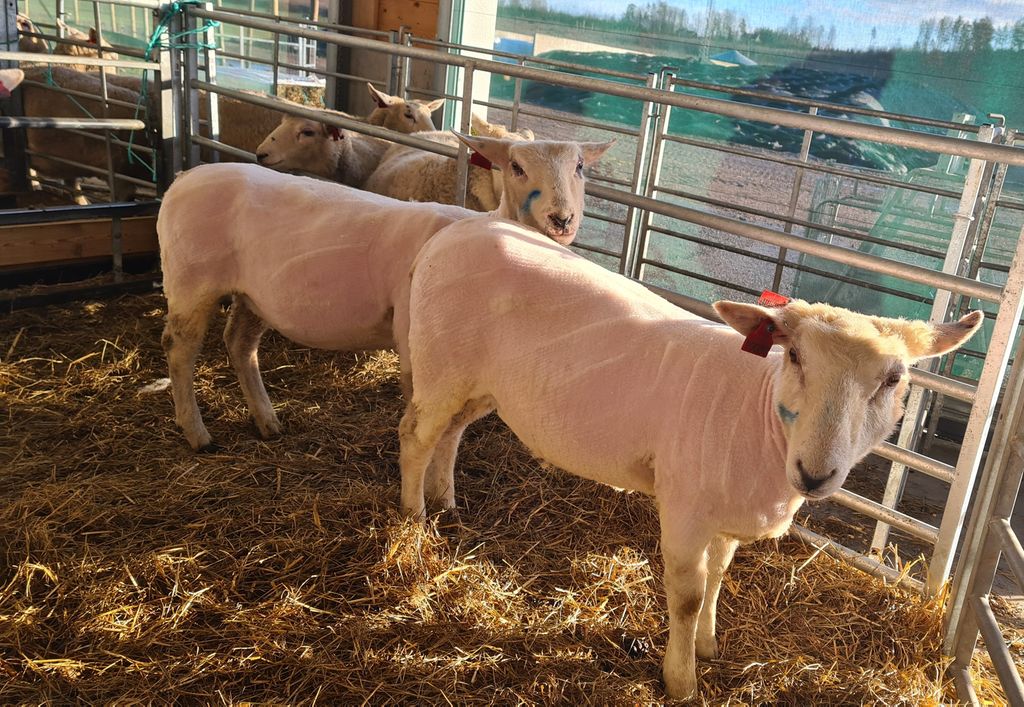 To nyklippede sauer som står i en binge i et fjøs. Foto.