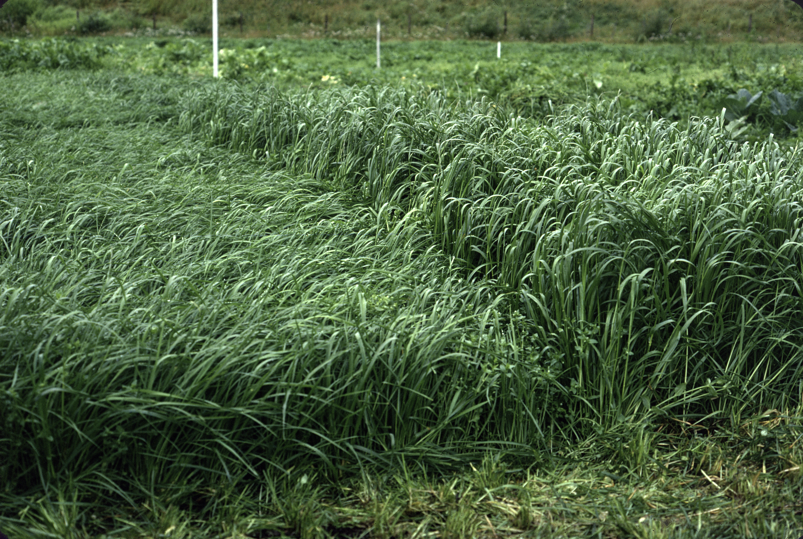 Høyt, grønt og frodig gras. Foto.