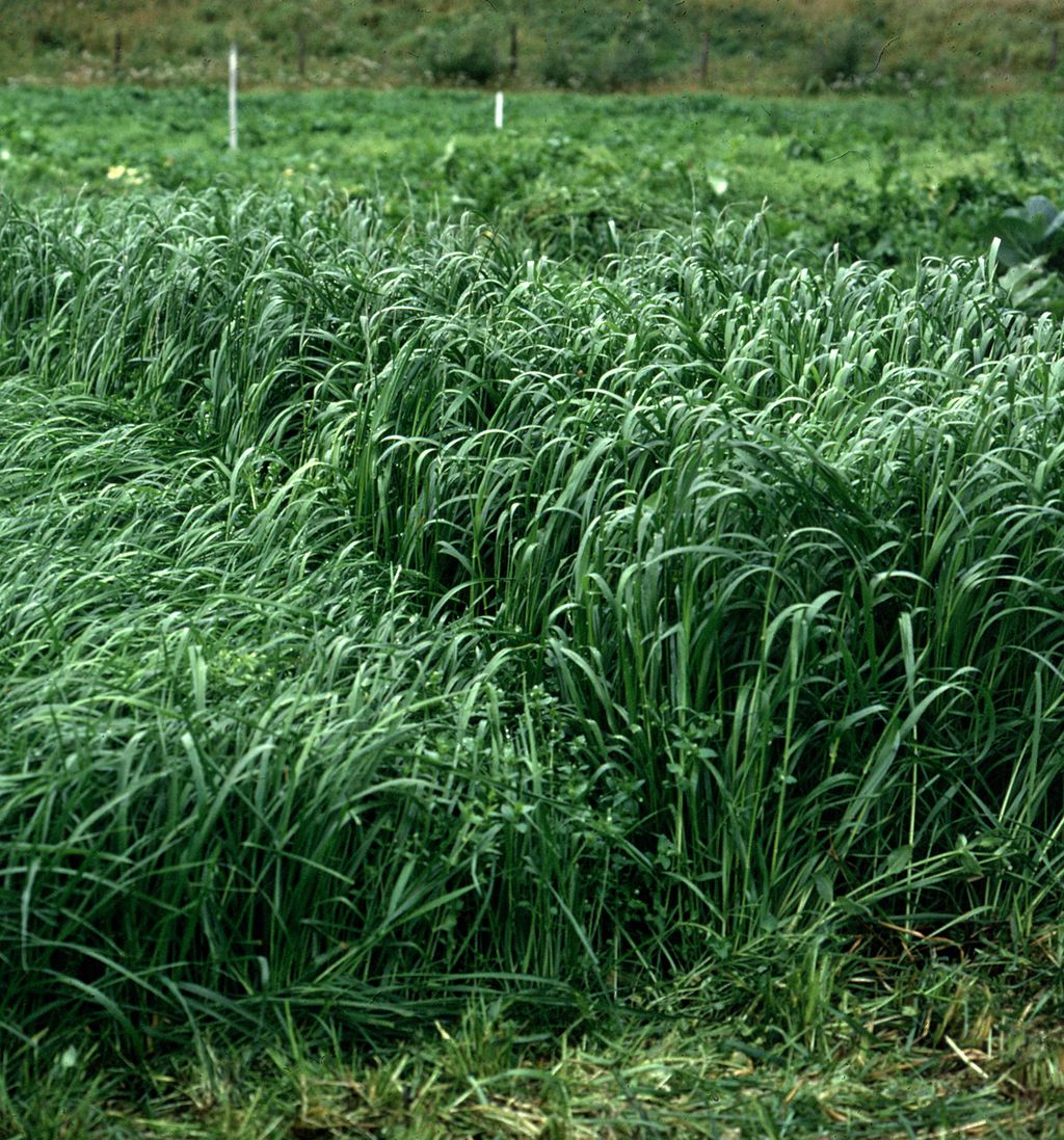 Høyt, grønt og frodig gras. Foto.