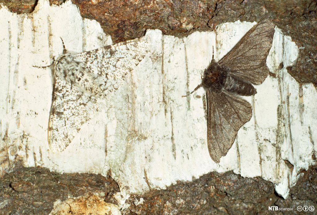 To bjørkelurvemålere med ulik kamuflasje sitter på trestamme. Foto.