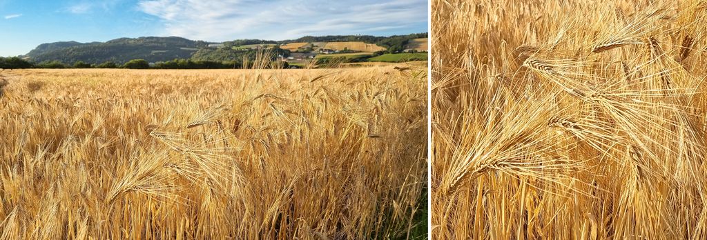 To bilder, et av en stor gul byggåker og et nærbilde av byggaks. Foto.