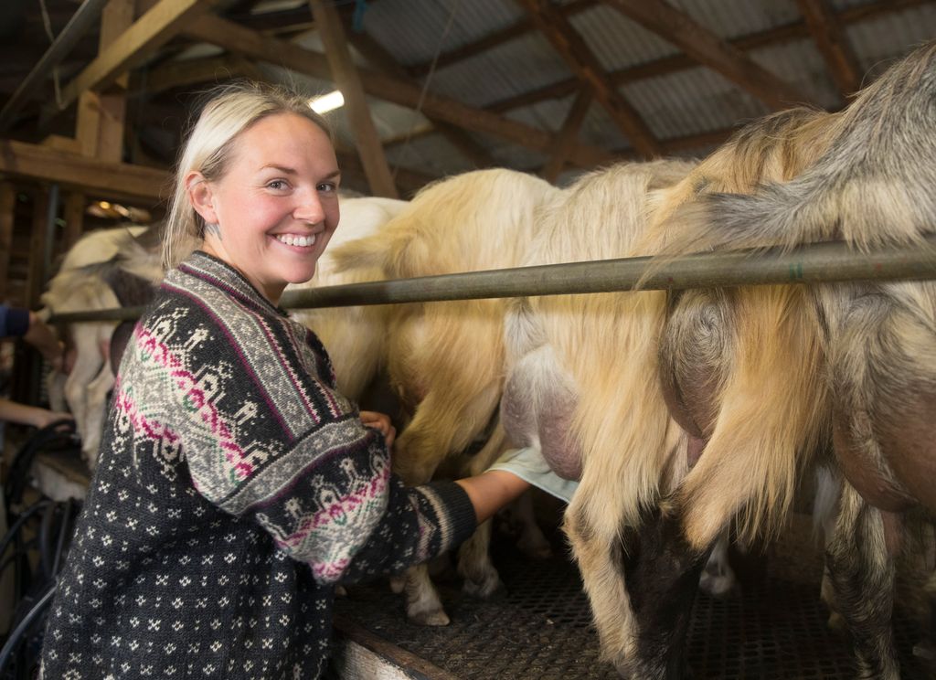 Smilende dame står bak geitene og holder en klut som hun vasker juret til den ene geita med. Foto.